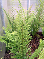 Hardy Fern Dryopteris ludoviciana